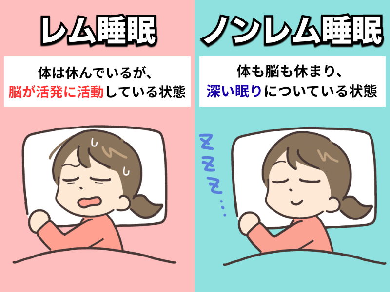 レム睡眠とノンレム睡眠